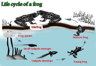 https://fastenglish.edu.vn/wp-content/uploads/2023/08/life-cycle-of-a-frog-400x274-1.jpg