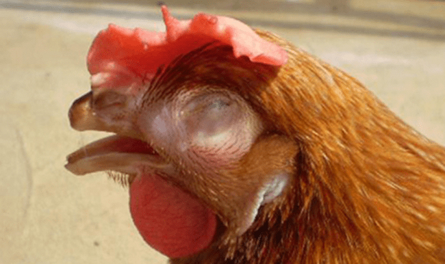 Bệnh Coryza (sổ mũi truyền nhiễm) trên gà