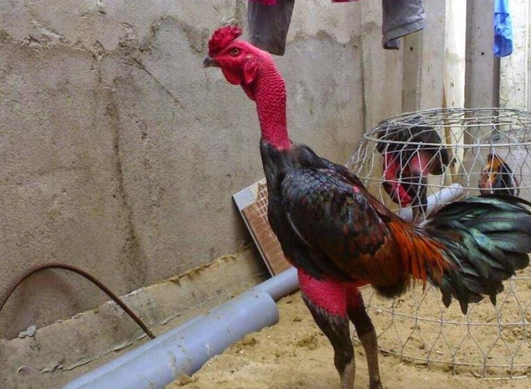 Bài tập kéo vật nhỏ cho gà chọi