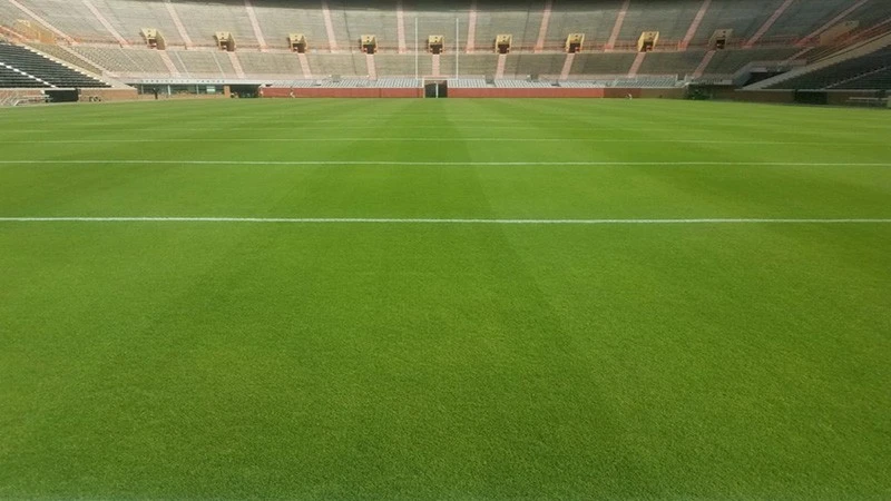 Trồng Cỏ Sân Bóng Đá - Mọi Thứ Bạn Cần Biết